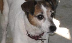 I have a Jack Russell ~10lbs that needs a good home. Very good and loving dog.