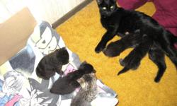4 striped American Shorthair- 2 females/ 2 males and 1 Fluffy dark female.
Ready to go Dec. 5th, 2010 litter-boxed trained.
Send me email address and I will send other pics.
Safety Adoption fee: $20 (refundable with copy of 1st Vet. Bill)
887-8285 or