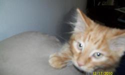 Orange long hair tabby male 3 1/2 months old. Moving and can only have 2 cats. Need to find a good home for Pumpkin. Moving to Ft Worth March 1st. Due to illness, I have not been able to take the kitten for shots, but found out they can get them at a feed