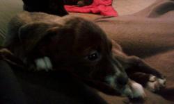 I have seven pitbull mix puppies. The mom is full blooded pit not sure what the father is. I have four boys and three girls, they are about eleven weeks old. They are adorable puppies with great personaitites they just need a good home.