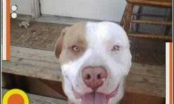 Male - Red Nose Pitt. We have had him since he was almost a month old. He will be 2 yrs. old on September 27th. He is unlike any Pitt I have ever known. He loves all kids and gets along well with other dogs (male or female). He loves to play with his