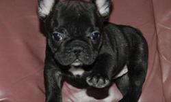 Healthy French Bulldog puppies 11 wks old.for more info and recent pics send a text only at (702) 550-2295 for any interested buyer
