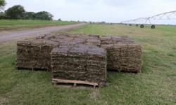 Fresh St. Augustine sod for sale. $120 per pallet (covers 450 sq.ft.). Beautiful for any lawn. Bermuda, Zoysia and many other types available.
Delivery and installation available, as well!
IF INTERESTED CONTACT BRIAN: 214-317-5654