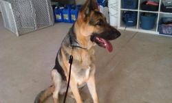 Mo is 14 months old. He is a beautiful 95 pound, neutered, male German Shepherd dog. He is fully trained both on and off leash. Housebroken, friendly and sociable. Great with kids and other dogs. Mo has been professionally trained and comes with a