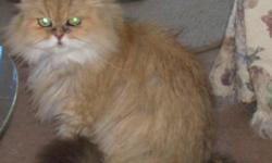 We are offering a beautiful six year old golden female Persian for sale. She is TICA AND CFA, and has Champion bloodlines. She is available for $200.00 as a pet. Breeding rights are available. Contact us for more information. www.purrplelace.com