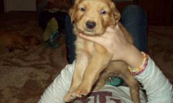 Golden Retriever puppies.&nbsp; AKC and CKC registered.&nbsp; Ready to go beginning January 2. Males $250, Females $300.&nbsp;&nbsp; Mom and Dad on premises.&nbsp; Call --.&nbsp;