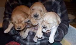 Phoebe's AKC Golden Retriever puppies are here!!! They are just beautiful?four girls and four boys. All are getting plenty of TLC and Phoebe is feeding them well so are all growing every day. Phoebe and her mate Sam both come from very good blood lines.