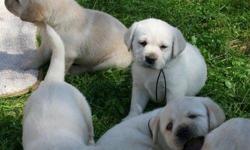 this Labrador retriever is cute and nice and they are all register in there shot and have all papers, for more interest contact me