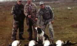 Guided Goose and Duck hunts --- Lodging
Hunting Washingtons East Columbia River Gorge fly way. Hunting much least private lands.
Book now and have guides Ben and Ben show you perfect sets, natural blinds with camo rap, wheat fields, Ponds and 50