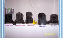 The Ultimate Family Guardian, Protector and Loyal Companions. ICCF Reg. Cane Corso Puppies from Hungarian & Russian Import Lines. Vet Checked, Vaccinations & Wormings to Date. Health Guarantee & Puppy Pack. Raised in Our Home. Email for More Info.