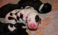 Gorgeous Litter of Harlequin, merle, and mantle pups. There are 8 left to choose from...male and female from tons of white to almost black. They are huge healthy fat pups. They will be very large with large bone structure. I would expect females from this