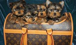 Tiny Purebred, Papered Yorkie puppies ready for their forever, loving home! They are 11 weeks old. Both parents AKC and CKC. Mom is 3.2 pounds and Dad is 4.5 pounds. Both are our family pets. Comes with: *Tails Docked * Dewclaws Removed *Ears standing up
