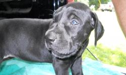 Great Dane AKC puppies. Born May 3rd. FAWN MERLE Male. Black Male. 2 Black Females. READY TO GO NOW. They are $600 each. To see pictures of our babies and to pick which puppy you want, you can go to our website at www.sycamorehillsgreatdanes.webs.com or