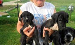 1 Male Mantle, 1 Female Mantle Great Dane Puppies for Sale/ no papers
Located 8 miles east of San Antonio, Tx
7 wks old,1st puppy shot given, 2 wormings given.
830-460-0004 Larry