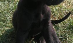 Purebred female 8 weeks old, first vaccinations and de wormed. Mother is 135 pounds father is 175 pounds, this little girl will be large! She is completely black in color. Great with kids and other dogs and cats. Very sweet gentle personality. Asking
