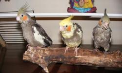 i have 3 hand fed baby cockatiel for sale. &nbsp;they love to be held and talked to. &nbsp;they know how to step up and are very gentle birds. &nbsp;two are all grey with some white on the edge of their wings and one is grey and yellow. &nbsp;asking