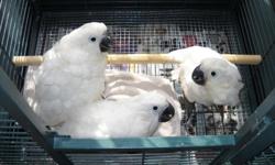 I have two hand fed baby umbrella cockatoos that are ready to go to their new homes but are still on 2 hand feedings per day. I am asking $900 each for them. Call or email for more info leedalton@verizon.net or 570-624-9352