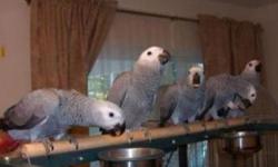 We have two Hand Raise Talking African Grey Parrots For Adoption. They are very playful with kids and other pets and listen to English and can speak 550 words .Also socialized and love listening to music and watching Tv. Please, contact for more