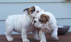 Healthy English Bulldog puppies waiting for their new homes. They shall be coming with lots of love once they are shown a lot of care , love and attention. If interested in both or any of them, do get back for more details and pictures about the puppies.