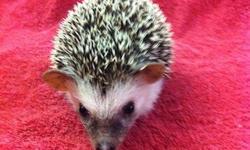 I have a new litter of hedgehog babies that just finished weaning from mom and are ready for good homes. These little hoglets are sweet and friendly, and vary in color. USDA Licensed.
Please visit my site homebredpets.com for pix & more info or call