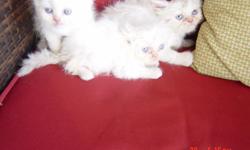 Himalayan-Persian Kittens 8 weeks old, Male and Female, All White with Flame Points, CFA Registration, shots and dewormed Asking $200.00