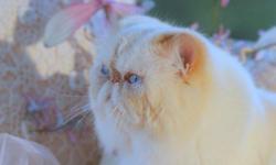 We are a small professional Himalayan Cattery, offering a retired and beautiful flame point male, birth 06/20/2005.
He is soft and sweet , absolutely clean. He is a nice big boy, excellent companionship, but we really need to keep a small Cattery to give