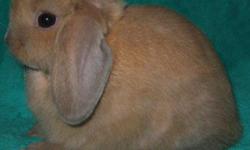 Holland Lop doe for sale - $75.00, 8 weeks old, pedigreed & comes from good lines. She is a Blue Tort - Vienna Carrier... which means she carries the rare Blue-Eyed White gene!
Holland Lops are the smallest of the Lop breeds getting no bigger than 4lbs.