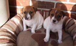 Two male CKC Jack Russell puppies will be 6 weeks old on 12-14-10. Tails docked,wormed, and will have 1st shots at 6 wks and will be ready to go to a loving home just in time for Christmas. Sire and Dam are on premises. Very playful and full of energy.