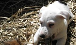 Jack Russell Terrier Puppies For Sale
2 Boys $150 1 Girl $175
Have First Shots. Tails and Dewclaws are done.