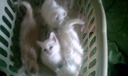 we have 2 pure white female kittens (short-haired)
one pure white male (long-haired)
and one tan and cream colored female(short-haired)
all four are free to good homes and our weened and ready for a family.
if anyone is interested we also have the mother