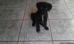 LAB Female Puppy $350.00, Purebred puppy, 10-weeks old, Black, Had first shots.