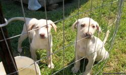 10 week old Lab Cross pups, looking for new homes. Dewormed, shots, good with cats & other dogs. Yellow, black & chocolate, all with white markings. Very cute, very sweet!