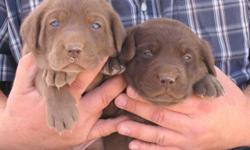 puppies chocolate lab 5 females and 1 male 6 weeks old ready for new homes AKC registered, located about an hour from Las Vegas NV