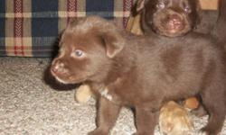 2 Chocolate lab puppies - 1 male, 1 female. Registered yellow mother, chocolate lab (Mixed with chow) father. 6 weeks. No shots.