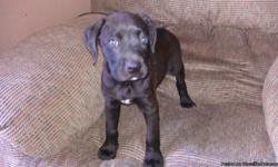 Puppy is a female and is 8 weeks old.First vaccinations and de wormed. Mother is a large black great dane and father is a large Chocolate lab. Please understand that she will be large. Asking 150.00