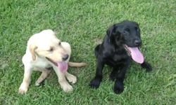 AKC registered yellow male lab puppies; going fast only two left.