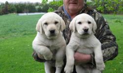 Brillant, Blocky, Beautiful. Bred for Intelligence and Calmness. Great for Hunting and Family Pet. 417-589-6330 417-350-8476