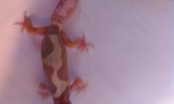 This is a tremper snow albino hatch date 09-07-2012 50.00 call if interested. --