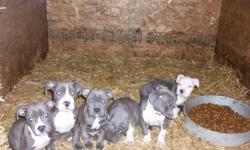 6- pups (2-females and 4-males) Pups will come with first set of shots. Can be dual registered UKC/ADBA. Both Parents on Site. Pups are BlueLine and RemyLine BloodLines.