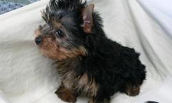 a.k.c yorkie puppies silver and blond cute and cuddle toy size . cash only thanks