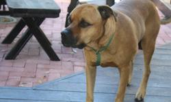 Bula our male boxer/rhodesian ridgeback went missing from our back yard on 3/18/11 in Pleasant Hill, CA. He is mostly brown with black accents around his eyes and mouth. He was wearing a light blue collar with tags. He has a bump on the left top of his