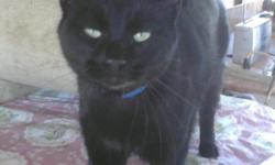 Have you seen our family cat? His name is Sambo and he was last seen at his home at 1630 Betty Circle, just north of Loma Heights Elem. School in Las Cruces. He has been missing since 12/2/2010. He is black and neutered. Please help us get Sambo back