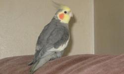 &nbsp;
Lost male gray cockatiel on June 2 in Lindenhurst. Answers to Spunky (or Looney). Has a twisted foot and walks with a limp. No band on leg.&nbsp; Please.... if you see him or catch him, call or email:&nbsp; Terrybee65@aol.com, --, --, -- (office,