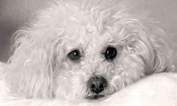 Female Bichon, Curly White coat, 6 yrs. old, missing since 9/7, W. Northgate/Lewis Ave. area