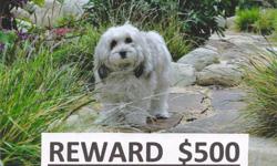 PLEASE help us find our dog!
Breed: Shih Tzu mix
Color: White, tan and grey
Sex: Femake
Last location seen: near Van Nuys Valeria elementary school, 91405, near Sepulveda and Kester
Last date seen: December 17, 2010
REWARD: $500
Please call: 818-535-3422