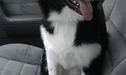 PLEASE HELP ME FIND MY LOST DOG!!!!
Dexter is a male black & white Alaskan Shepard that looks and acts much like a Border Collie.
Dexter is a little skittish, as he is not used to being outside.
LAST SEEN ON @ 4:46 pm 10/25/2010
LOCATION LAST SEEN: NALLE