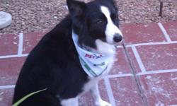 Black and White Border Collie (male) last seen July 4th in the Elks/Mohegan area. Please call Terese at 575-621-2486. Rocco is very friendly, affectionate, probably frightened and extremely missed by his family. Reward offered if found.