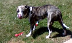 Mastiff and boxer mixed lost in East Bend area. Blonde, blue brindle and white with blue and black round braided nylon collar. Went missed Friday, December 10, 2010. He is very loving and friendly to all people and animals. If you have any information