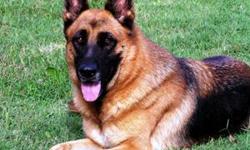 LOST - BLACK AND RED FEMALE GERMAN SHEPHERD. Cassie is 9 years old and has stitches in her belly that need to come out. She also has a microchip in her back and an ear tattoo. She is very loved and just had a tumor removed. Please call us if you have seen