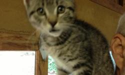 3 month old grey tabby female kitten, weighing 4.5 pounds, lost in the Dean Drive off of Old Stage Road area above Central Point. She is wearing a pink and white collar with her name and phone number
